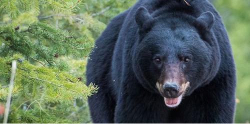 Bear Guide Service Sample