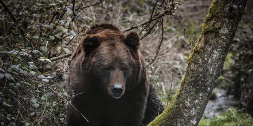 Backwoods Bear Bait